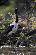 Saddle-billed stork (Ephippiorhynchus senegalensis), adult, foraging, in the water, Kruger National