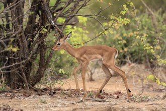 Black heeler antelope, (Aepyceros melampus), young animal, foraging, alert, Kruger National Park,