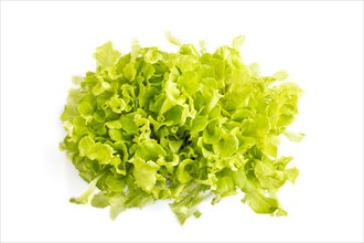 Plastic box with microgreen sprouts of green lettuce isolated on white background. Top view, flat