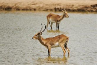 Southern lechwe (Kobus leche) in a waterhole in the dessert, captive, distribution Africa