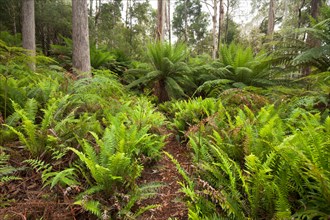 Fern in the eucalypt forest in Tasmania