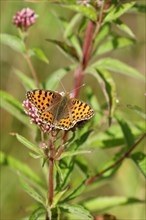 Queen of spain fritillary (Issoria lathonia), on common water aster (Asteraceae), Wilnsdorf, North