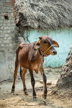 Calf, Tindivanam-Boodheri, Tamil Nadu, India, Asia