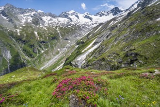Picturesque mountain landscape with blooming alpine roses, behind mountain peak Grosser Loeffler