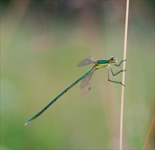 Small spreadwing (Lestes virens), young, uncoloured green male, sitting on a dry, thin blade of