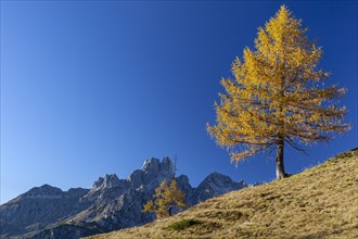 Autumn-coloured larch in front of mountain peaks in the sun, Bischofsmuetze in the background,