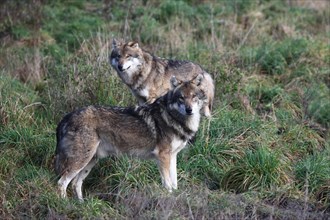 Gray wolf (Canis lupus) pair secured, captive, Germany, Europe