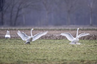 Whooper swans (Cygnus cygnus), Emsland, Lower Saxony, Germany, Europe