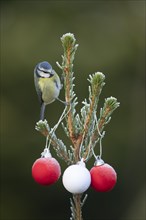 Blue tit (Cyanistes caeruleus) adult bird on a frost covered Christmas tree, Suffolk, England,