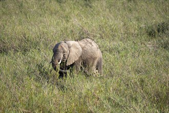 An elephant (Loxodonta africana) standing in the grass, near Lower Sabie Rest Camp, Kruger National