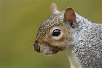 Grey squirrel (Sciurus carolinensis) adult animal head portrait, Suffolk, England, United Kingdom,