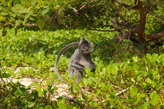 Silvery lutung or silvered leaf langur monkey (Trachypithecus cristatus) feeding in Bako national