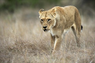 Lion (Panthera leo), adult, female, running, Sabi Sand Game Reserve, Kruger National Park, Kruger
