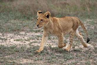Lion (Panthera leo), young, stalking, alert, Sabi Sand Game Reserve, Kruger National Park, Kruger
