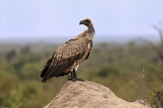White-backed vulture (Gyps africanus), adult, alert, on rocks, Sabi Sand Game Reserve, Kruger