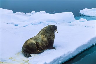 Walrus (Odobenus rosmarus) lying on a ice floe and resting in the Arctic ocean, Svalbard