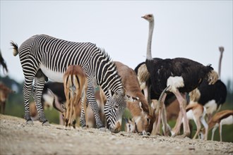 Common ostrich (Struthio camelus), Waterbuck (Kobus defassa) and Plains zebra (Equus quagga) in the