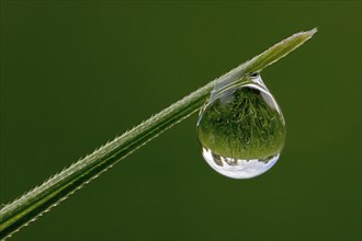 Drops of water on a blade of grass