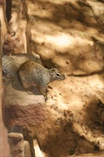 Fox squirrel (Sciurus niger), male, Zion National Park, Utah, Arizona, USA, North America