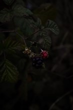 Blackberry (Rubus), close-up, Bavaria, Germany, Europe