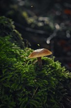 Mushroom in sunlight on mossy tree trunk, close-up, Neubeuern, Bavaria, Germany, Europe