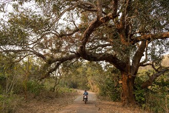 Motorcyclist on country road, near Addateegala, Andhra Pradesh, India, Asia
