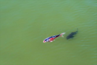 Colorful koi swimming in greenish river in Hiroshima, Japan, Asia
