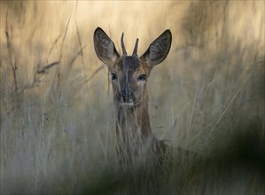 European roe deer (Capreolus capreolus), young roebuck hiding in tall grass, portrait, wildlife,