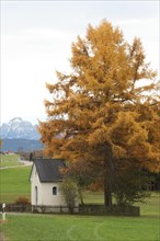 Larch (Larix decidua) in autumnal golden colours at a small chapel with a view of the Allgaeu
