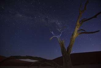 Camelthorn trees, also known as camelthorn tree (Acacia erioloba) at night with Milky Way and