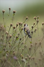 European goldfinch (Carduelis carduelis) adult bird on Knapweed plant seed heads, Lincolnshire,