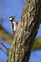 Great spotted woodpecker (Dendrocopos major), male sitting on a branch, Schleswig-Holstein,