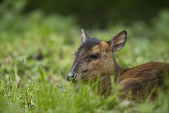 Muntjac deer (Muntiacus reevesi) adult sitting in grassland, Norfolk, England, United Kingdom,