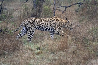 Leopard (Panthera pardus), adult, stalking, vigilant, concentrated, Sabi Sand Game Reserve, Kruger