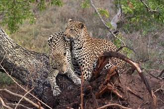 Leopard (Panthera pardus), adult, pair, alert, on tree trunk, Sabi Sand Game Reserve, Kruger NP,
