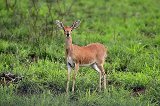 Steenbok (Raphicerus campestris), adult, female, foraging, vigilant, dwarf antelope, Kruger