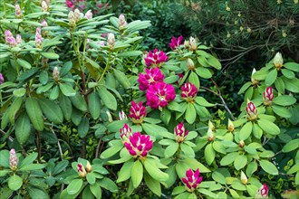 Beautiful azalea flowers of pink color with green leaves in the garden. rhododendron