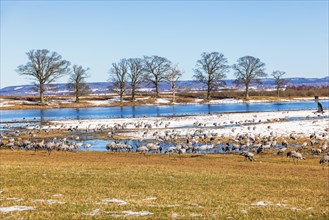 Flock of migrating cranes (grus grus) in a field by a lake with ice and snow on an early spring