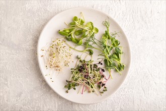 White ceramic plate with microgreen sprouts of green pea, sunflower, alfalfa, radish on gray