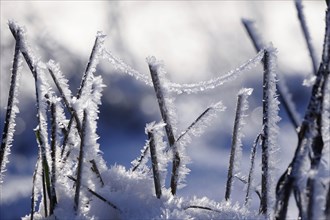 Beautiful hoarfrost on plants, wintertime, Germany, Europe