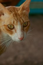 Close-up of an orange cat with green eyes and prominent whiskers against a blurred background