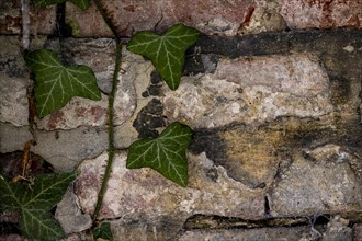 Brick masonry with common ivy (Hedera helix), Munich, Bavaria, Germany, Europe