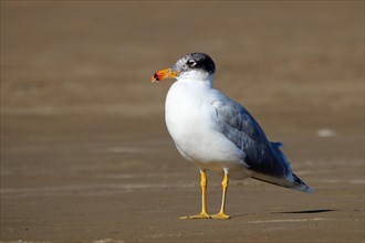 Herring gull, Oman, Asia