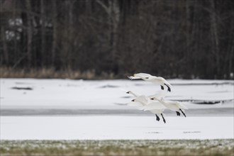 Tundra swans (Cygnus bewickii) approaching, Emsland, Lower Saxony, Germany, Europe