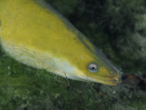 Close-up of European eel (Anguilla anguilla) at night, dive site Klosterinsel, Rheinau, Canton