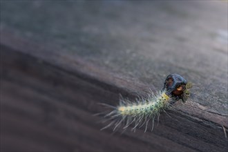 Greenish caterpillar with white hair looking for food on a wooden fence railing