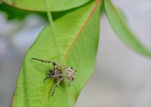 Side view of male Larinioides sclopetarius (Bridge spider) on green leaf