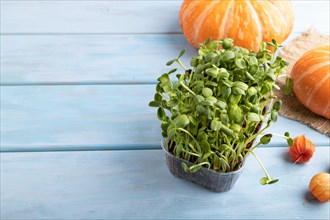 Microgreen sprouts of sunflower with pumpkin on blue wooden background. Side view, copy space,