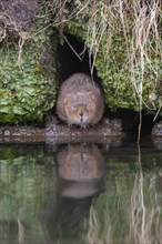 Water vole (Arvicola amphibius) adult animal emerging from a river bank, Derbyshire, England,