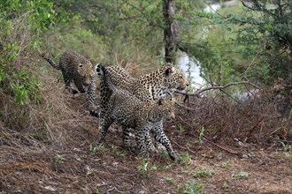Leopard (Panthera pardus), adult, cubs, group, running, stalking, Sabi Sand Game Reserve, Kruger